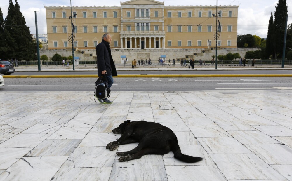 Divi nežēlīgi noziegumi liek Grieķijai ieviest cietumsodus par vardarbību pret dzīvniekiem