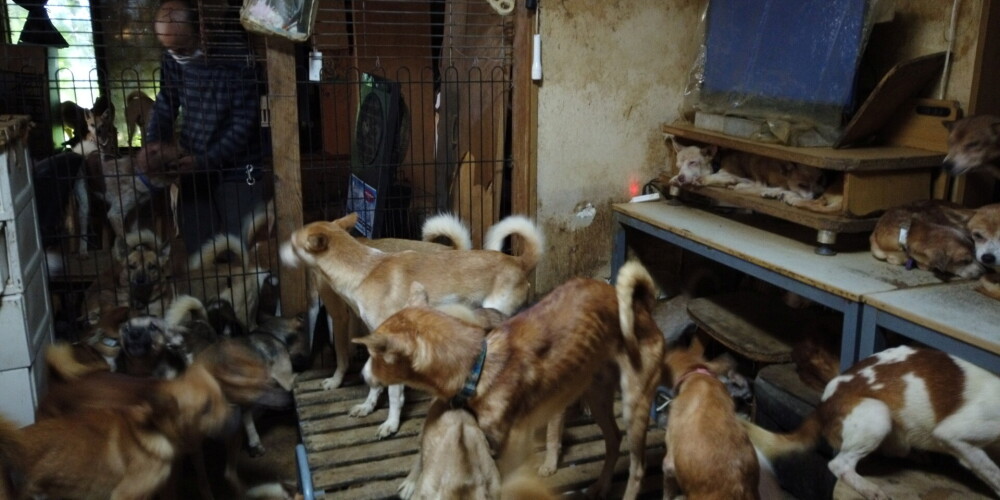 "Dzīvnieku vācēji" Japānā: trīsdesmit kvadrātmetru šaurā mājā atrod 164 nobadinātus suņus