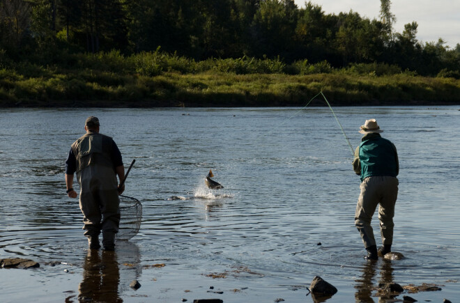 Laika posms, kad reāli iespējams noķert lasi Latvijas upēs, ir no 1. janvāra līdz maija sākumam, kad laša dzīves posms, kas tiek pavadīts mūsu zemes upēs, beidzas un cēlās zivis atgriežas jūrā.