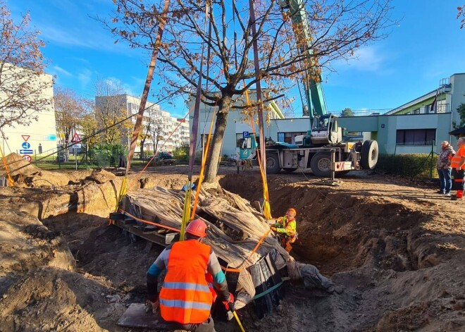 Neierasti skati Ogrē: ar jaudīgu tehniku izrok un pārstāda lielus ozolus. VIDEO. FOTO