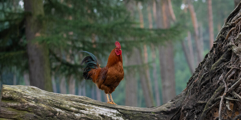 Mārtiņos kāva gan gaili, gan vistu. Gailis ir saistīts ar sauli, ar uguns enerģiju, bet vista – ar zemes auglību. 