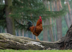 Kā radās Mārtiņdiena, un kāpēc galdā jāliek zoss, vista vai gailis?