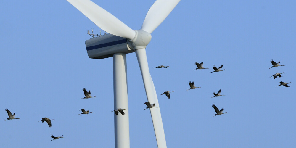 Putnus no vēja rotoriem glābj ar krāsu