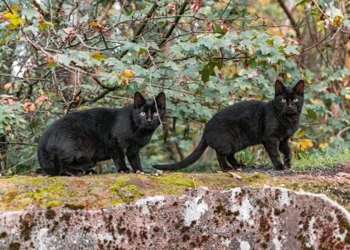 Visticamāk, lielākā daļa no mums ir kaut pavisam nedaudz un tomēr māņticīgi. Viens ik rītu lasa horoskopus, cits nobučo nokritušu maizīti, tādējādi sargājot pārticību. Vēl kāds neslauka ar slotu pāri slieksnim, lai laimei neaizbērtu acis, vai iet atpakaļ, ja ceļu šķērsojis melns kaķis.