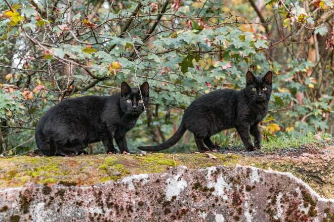 Visticamāk, lielākā daļa no mums ir kaut pavisam nedaudz un tomēr māņticīgi. Viens ik rītu lasa horoskopus, cits nobučo nokritušu maizīti, tādējādi sargājot pārticību. Vēl kāds neslauka ar slotu pāri slieksnim, lai laimei neaizbērtu acis, vai iet atpakaļ, ja ceļu šķērsojis melns kaķis.