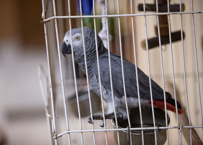 Apmeklētāju uztrauc papagaiļa apstākļi zooveikalā