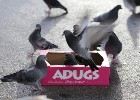 SIA "Adugs"