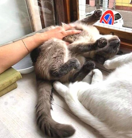 Kaķu kafejnīcā galvenais nav paēst, bet gan pabužināt minci.