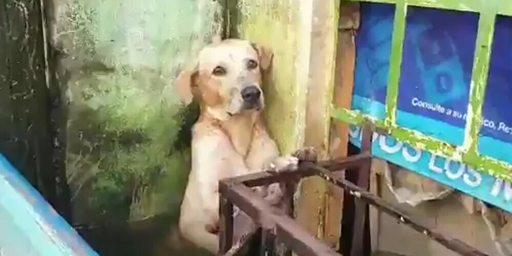 VIDEO: glābēji nepameta suni nelaimē, kad pamanīja viņa skumjo skatienu
