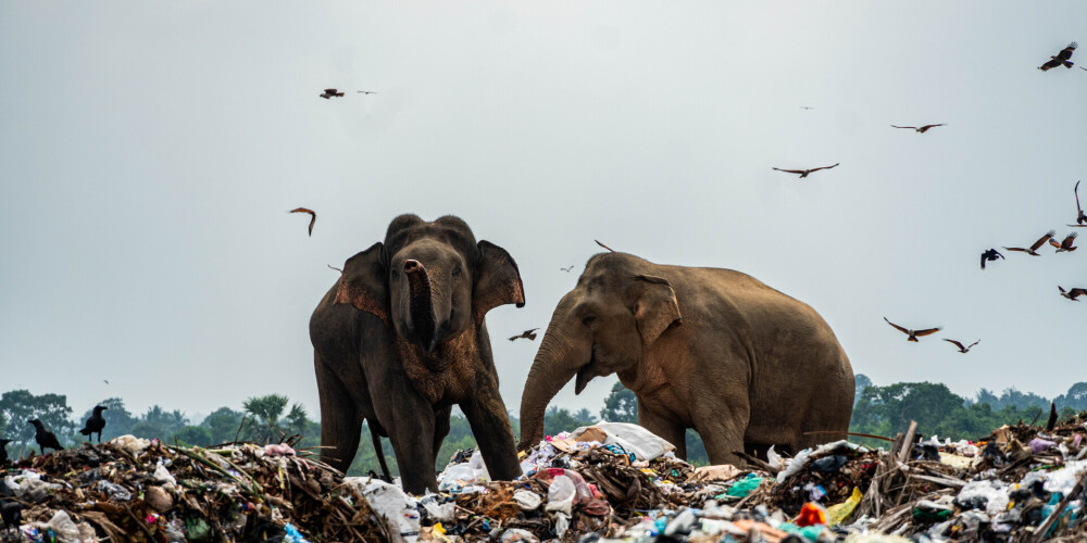 Bēdīgs skats: izmisuši ziloņi Šrilankā cauri elektriskajam ganam tiek izgāztuvē un meklē ēst