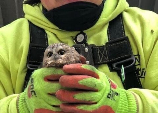 VIDEO: kā Rokfellera Ziemassvētku egles zaros atrastā pūcīte devās atpakaļ savvaļā