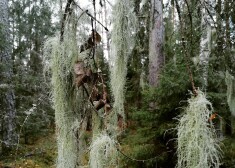 Šis dabas pārsteigums ir smalkmatainā briorija (Bryoria capillaris) – ķērpju suga.