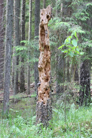 Kukaiņu mājvieta Daugavpils novada Ilgu mežā.