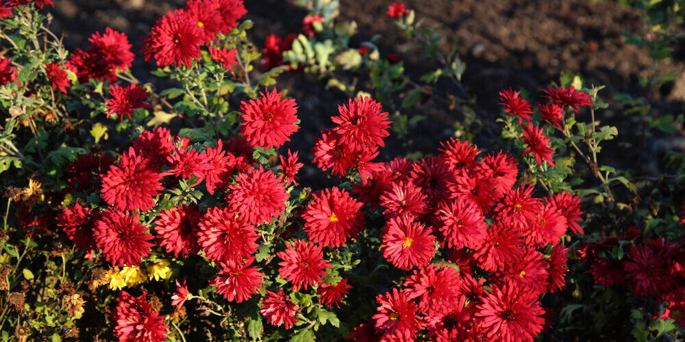 Augu kompozīcijas vēlā rudenī - iespējams, dārzā joprojām var atrast ko ...