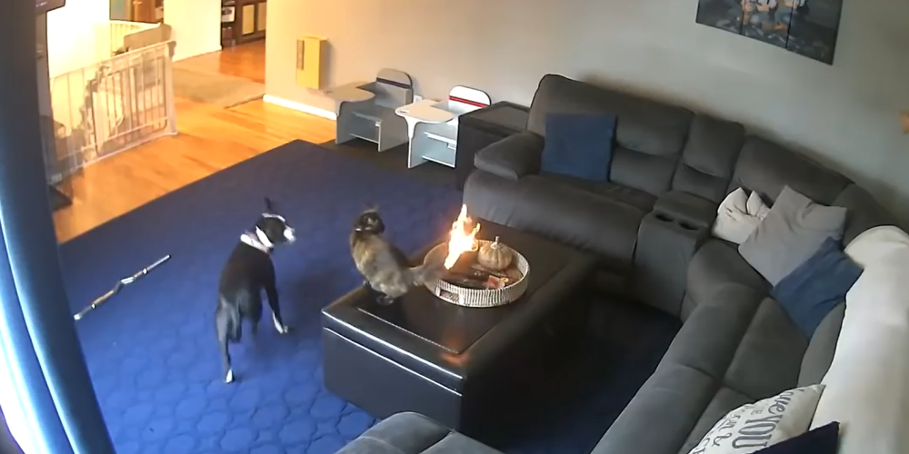 VIDEO: kaķa apbrīnojamā reakcija, ieraugot, ka no sveces liesmas aizdegusies viņa kuplā aste