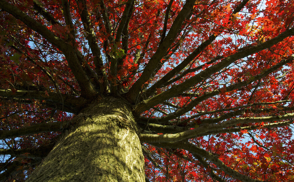 Sarkanais ozols - viens no skaistākajiem Latvijā augošajiem kokiem. Kur un kāpēc to stādīt?