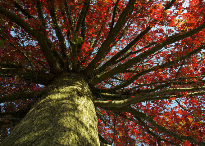 Sarkanais ozols - viens no skaistākajiem Latvijā augošajiem kokiem. Kur un kāpēc to stādīt?