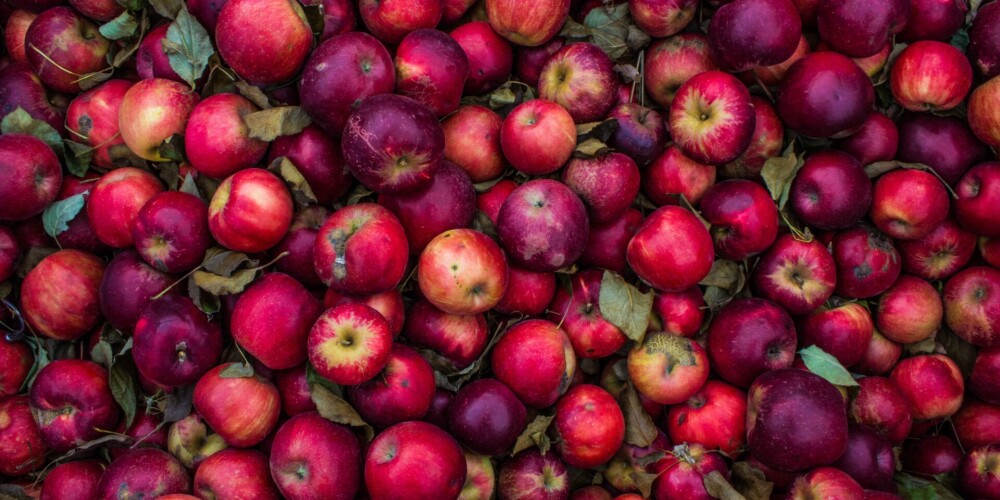Kur saimniecībā izlietot pēdējos ābolus?