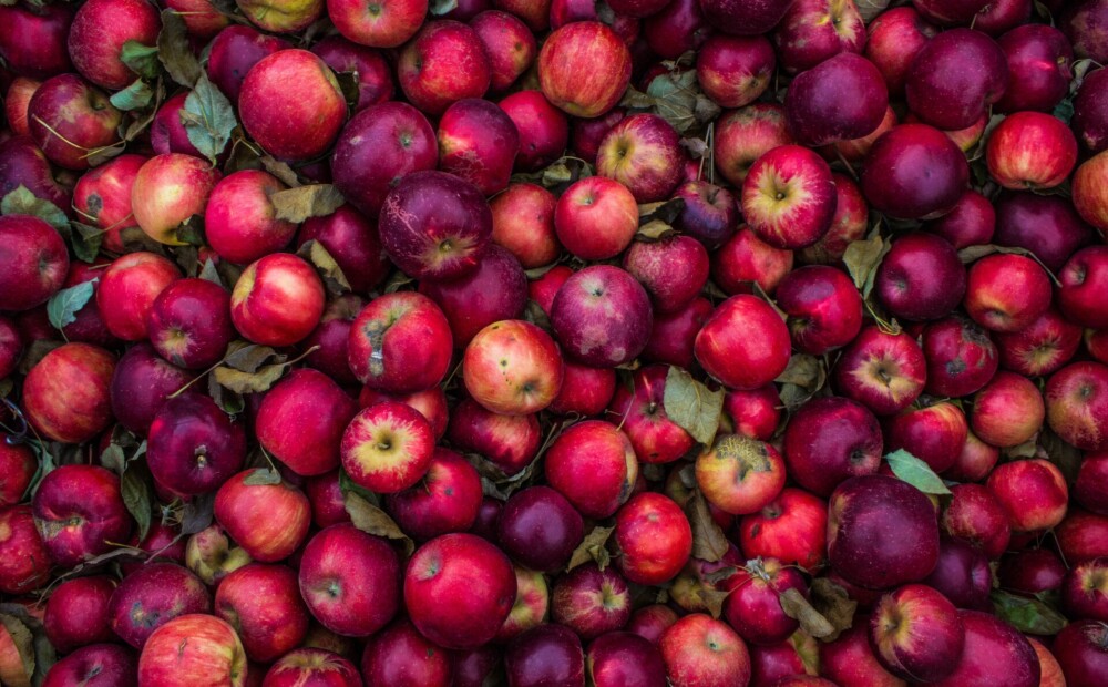 Kur saimniecībā izlietot pēdējos ābolus?
