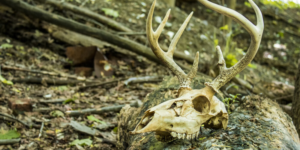 Ko darīt, ja mežā atrod beigtu dzīvnieku?