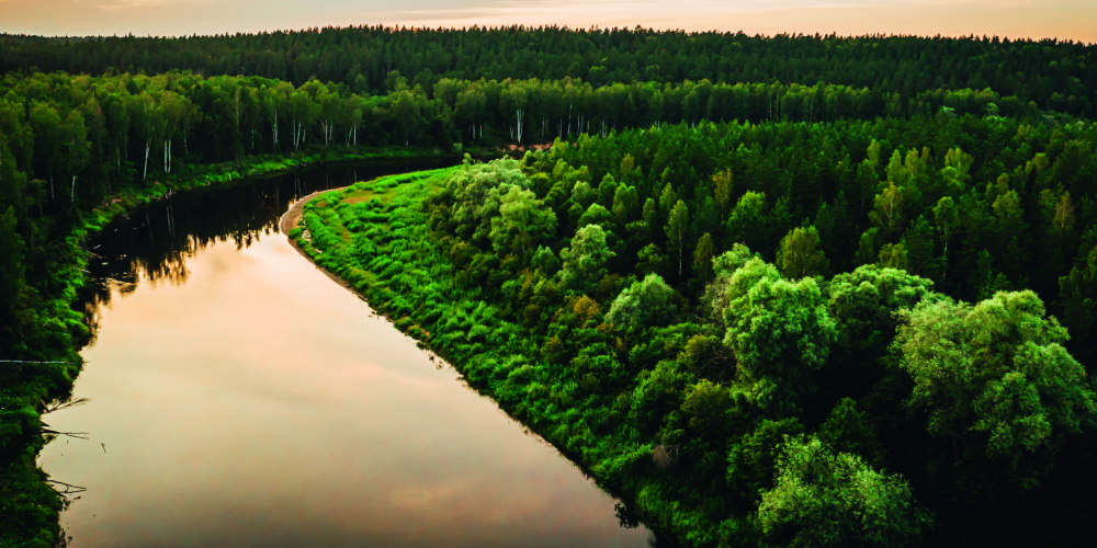 Latvijas meža vēsture