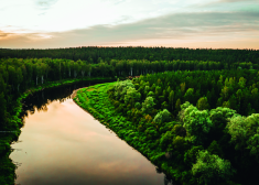 Latvijas meža vēsture