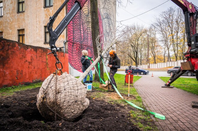 Sarkandaugavas attīstības biedrības dāvinājuma – Sarkanās kļavas dižstāda – stādīšana Alekša skvērā.