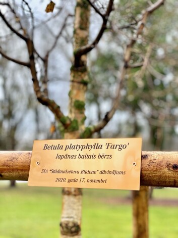 Kronvalda parkā iestādīts Japānas baltais bērzs “Fargo” – SIA “Stādaudzētavas Blīdene” dāvinājums