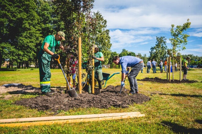 Uzņēmuma “Venden” dāvināto 15 dižstādu stādīšana Ēbelmuižas parkā.