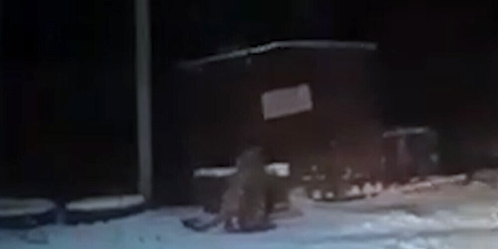 VIDEO: Habarovskā cilvēki ceļmalas kafejnīcā slēpjas no izsalkuša tīģera