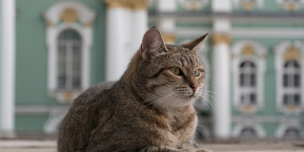 Французский меценат завещал деньги на содержание котов в Эрмитаже