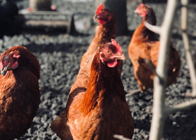 Izaudzēta no dzīvnieku šūnām, nenogalinot! Singapūra ir pirmā, kas apstiprina laboratorijas gaļu tirdzniecībā