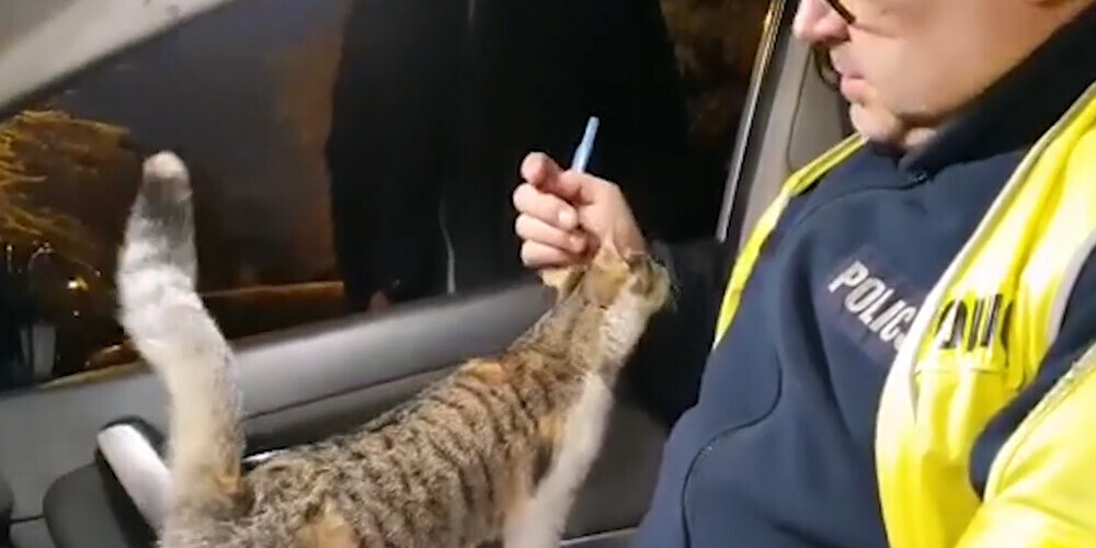 VIDEO: kaķis iekāpj policijas auto un sarīko visjaukāko uzbrukumu pasaulē