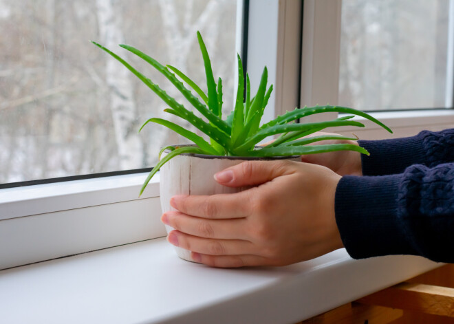 Alveja - aptieciņa podiņā. Kā var palīdzēt šis vērtīgais augs?