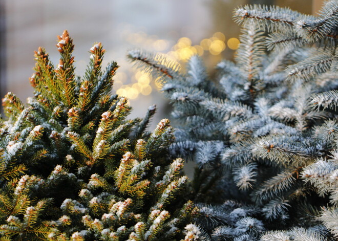 Latvijas mežu vēstniecībā pārdod dekoratīvās egles, mežā tām nav īstā vieta. Ja ir piemājas dārzs, lieliska doma ir iestādīt pašiem savu Ziemassvētku egli, ko rotāt katru gadu.