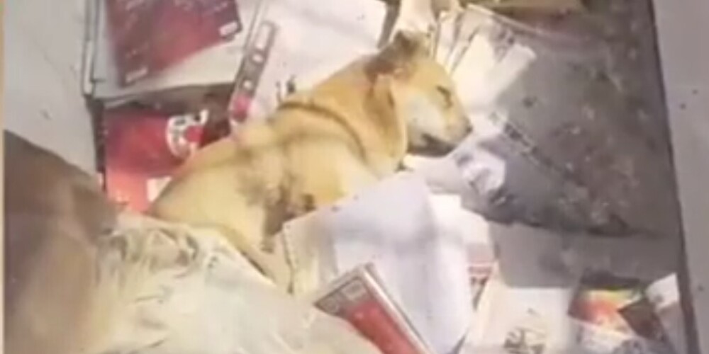 Преданная собака отказалась от еды и воды после смерти хозяина