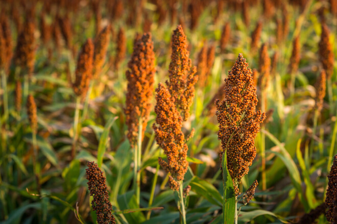 Pateicoties tā neitrālajai garšai un irdenajai konsistencei, sorgo piemērots gan zupām, gan dažādiem salātiem, dārzeņu pildīšanai, sautējumiem, plācenīšiem un putrām.