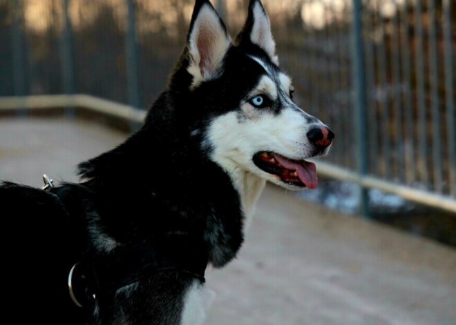 Чужая собака укусила вашу собаку: что делать и что говорит закон в Латвии?