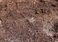 Иллюстративное фото