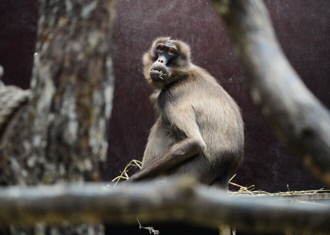 FOTO: Rīgas zooloģiskā dārza iemītnieki ar hipnotizējošiem skatieniem aicina ciemos