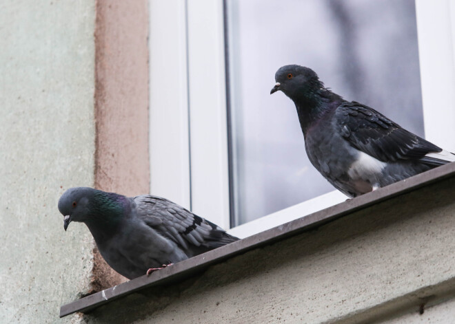 Gaisa temperatūra svētdien saglabāsies zem +5 grādiem