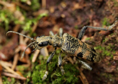 Lapkoku ligzdu koksngrauzis (Rhagium mordax).