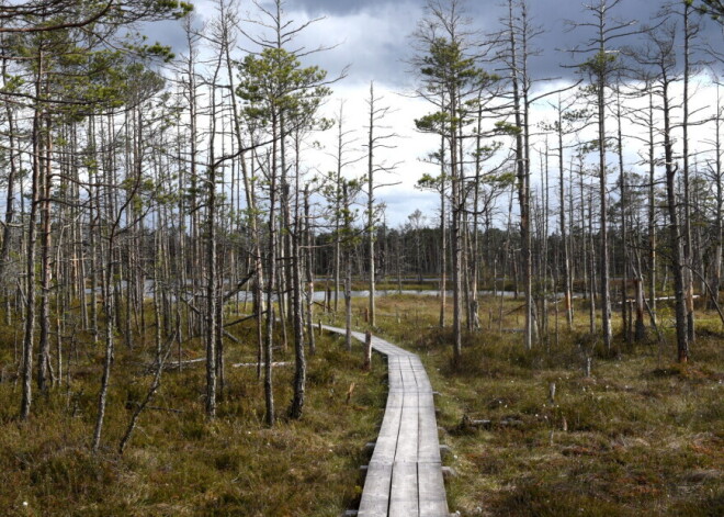 Из-за Covid-19 закрыты тропа в Ценском болоте и смотровая башня Бумбу калнс
