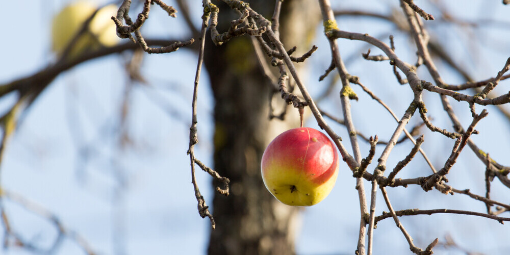 Приметы и обычаи на 24 декабря: зачем ставить в воду срезанную ветку яблони