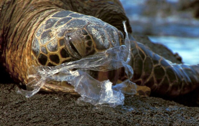 Havaju salu krastā izskalotais bruņrupucis nosmacis, sapinoties plastmasas maisā, ko noturējis par medūzu...