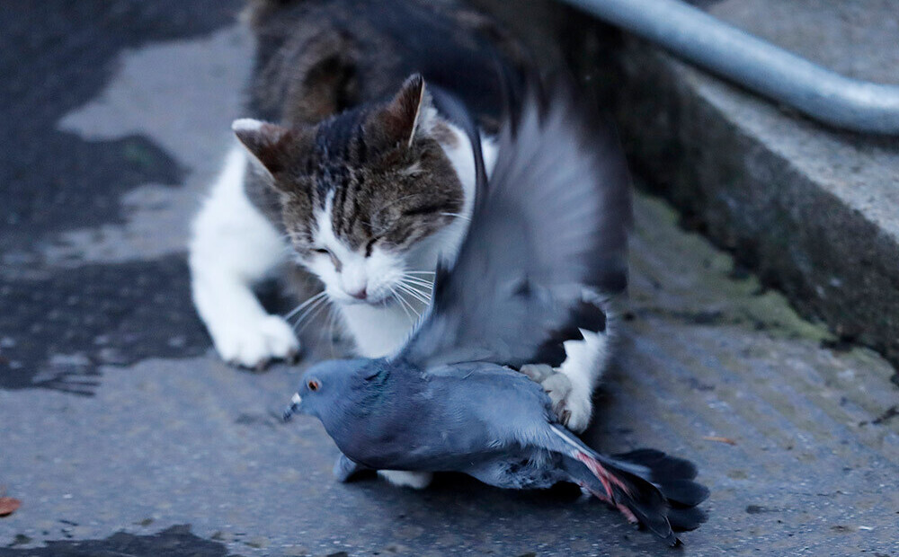 VIDEO: Borisa Džonsona kaķis pārsteidz žurnālistus un uzbrūk balodim