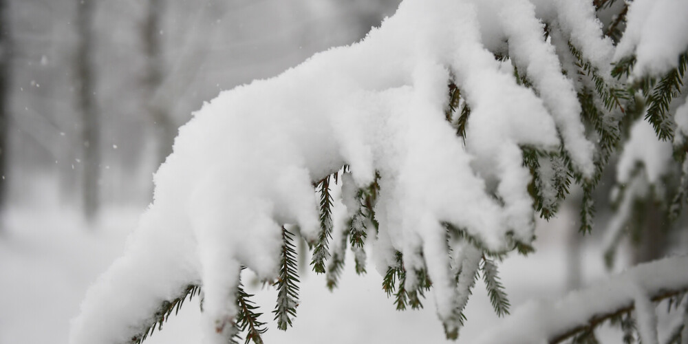 Sestdien daudzviet snieg; Alūksnē un Gulbenē sniega dziļums pieaudzis līdz 14 centimetriem