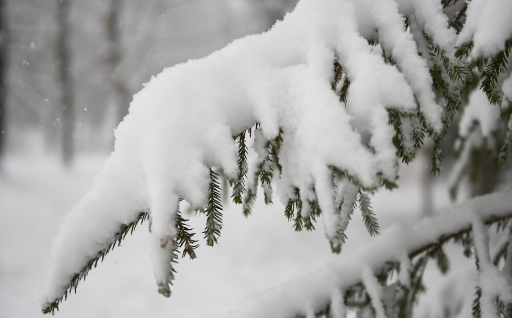 Sestdien daudzviet snieg; Alūksnē un Gulbenē sniega dziļums pieaudzis līdz 14 centimetriem