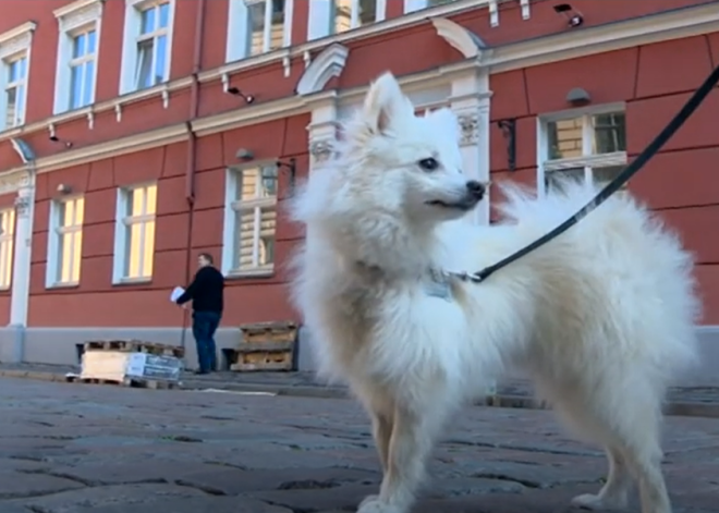 В Латвию по-прежнему нелегально ввозят животных