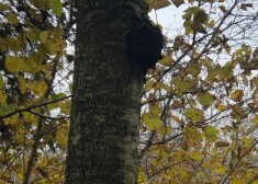 Pati čaga ir izaugums, kurā kopā ir gan koksnes šūnas, gan sēnes micēlijs.